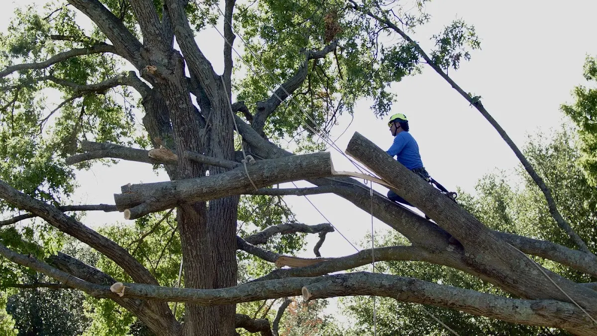 Professional Hazardous Tree Removal performed by certified arborists in De Queen
