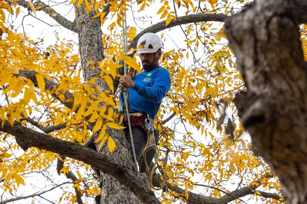 Skilled Dead Tree Removal crew working in De Queen